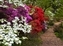 1937-12-5d2_Azalea trails -2_HDR2.jpg